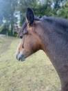 Magnifique poulain 1 an Very Star Kerveyer 