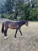 Magnifique poulain 1 an Very Star Kerveyer 