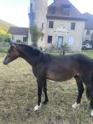 Magnifique poulain 1 an Very Star Kerveyer 