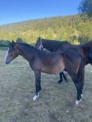 Magnifique poulain 1 an Very Star Kerveyer 