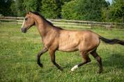 Matsur Agat, mâle Akhal-Teke de 2024