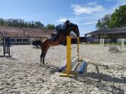Yegua Silla Francés En venta 2020 Bayo por ARMITAGES BOY (DEU) OLD 2002