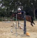 À vendre poney de sport 
