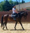 À vendre poney de sport 