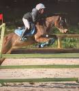 À vendre poney de sport 