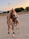Potro palomino poni d