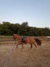 Caballo anglo-árabe
