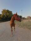 Caballo anglo-árabe