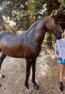 Cheval lusitanien 