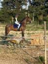 Cheval lusitanien 