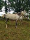 Hongre DSA débourré 7 ans endurance ou loisir