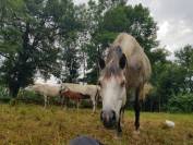 Hongre DSA débourré 7 ans endurance ou loisir