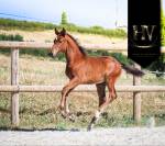 Mâle kwpn 2025 About You II x Jalinska Du Vencedor 