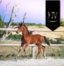 Mâle kwpn 2025 About You II x Jalinska Du Vencedor 