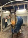 Poney français de selle de 7 ans à vendre 