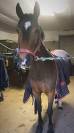 Poney français de selle de 7 ans à vendre 