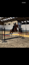 Poney à vendre 