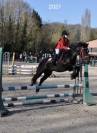 Poney de sport Welsh