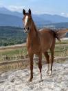 Cheval de sport zangersheide