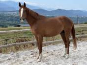 Cheval de sport zangersheide