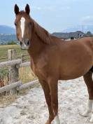 Cheval de sport zangersheide