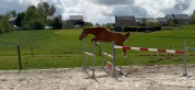 Cheval de sport zangersheide