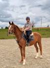 Cheval de sport zangersheide