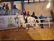 Pony sella inglese - completo- 14 anni 