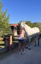 Pony sella inglese - completo- 14 anni 
