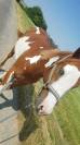 Hongre Paint Horse 