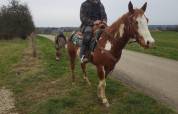 Hongre Paint Horse 