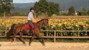 Ponette chic et sympa