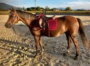 Ponette chic et sympa