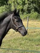 Puledro sBs Cavallo da Sport Belgio In vendita 2025 Nero ,  Denver U.S