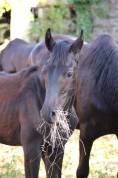 Puledro sBs Cavallo da Sport Belgio In vendita 2025 Nero ,  Denver U.S