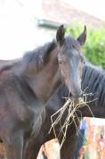 Puledro sBs Cavallo da Sport Belgio In vendita 2025 Nero ,  Denver U.S