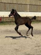 Puledro sBs Cavallo da Sport Belgio In vendita 2025 Nero ,  Denver U.S