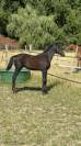 Puledro sBs Cavallo da Sport Belgio In vendita 2025 Nero ,  Denver U.S