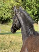 Puledro sBs Cavallo da Sport Belgio In vendita 2025 Nero ,  Denver U.S