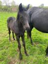 Puledro sBs Cavallo da Sport Belgio In vendita 2025 Nero ,  Denver U.S