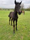 Puledro sBs Cavallo da Sport Belgio In vendita 2025 Nero ,  Denver U.S