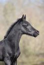 Puledro sBs Cavallo da Sport Belgio In vendita 2025 Nero ,  Denver U.S