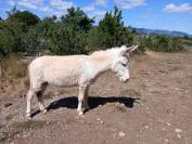 Ane miniature 