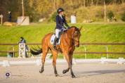 Hongre SF - 13 ans 1m79 - Facile AM 1 / Elite