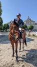 Hongre SF - 13 ans 1m79 - Facile AM 1 / Elite