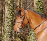 Hongre SF - 13 ans 1m79 - Facile AM 1 / Elite