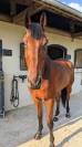 Hongre SF - 13 ans 1m79 - Facile AM 1 / Elite