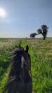 Hongre SF - 13 ans 1m79 - Facile AM 1 / Elite