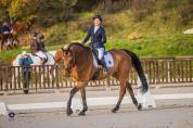 Hongre SF - 13 ans 1m79 - Facile AM 1 / Elite