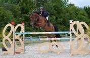 Hongre SF - 13 ans 1m79 - Facile AM 1 / Elite